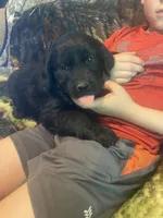 Cassie, a female Newfoundland and Golden Retriever for sale in Brainerd, MN – 9 of 10