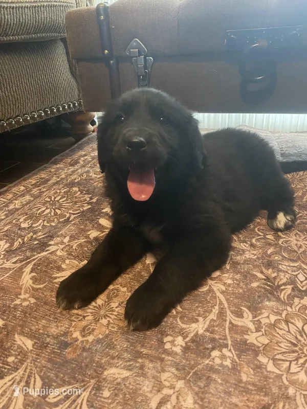 Isabell – Newfoundland, Golden Pyrenees puppy for sale in Brainerd, MN