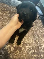 Isabell, a female Newfoundland and Golden Pyrenees for sale in Brainerd, MN – Photo 7 of 9