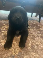 Isabell, a female Newfoundland and Golden Pyrenees for sale in Brainerd, MN – Photo 4 of 9