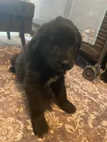 Isabell, a female Newfoundland and Golden Pyrenees for sale in Brainerd, MN – Photo 6 of 9
