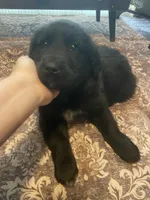 Isabell, a female Newfoundland and Golden Pyrenees for sale in Brainerd, MN – Photo 5 of 9