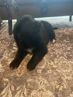 Isabell, a female Newfoundland and Golden Pyrenees for sale in Brainerd, MN – Photo 3 of 9