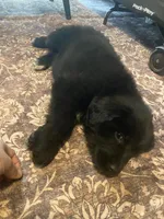 Isabell, a female Newfoundland and Golden Pyrenees for sale in Brainerd, MN – Photo 2 of 9