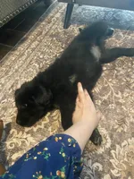 Isabell, a female Newfoundland and Golden Pyrenees for sale in Brainerd, MN – Photo 8 of 9