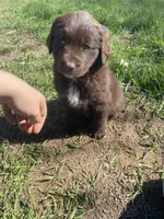 Clarabell, a female Newfoundland and Golden Retriever for sale in Brainerd, MN – 5 of 10