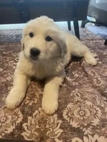Mesa, a female Newfoundland and Golden Pyrenees for sale in Brainerd, MN – Photo 1 of 8