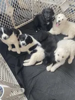 Mesa, a female Newfoundland and Golden Pyrenees for sale in Brainerd, MN – Photo 8 of 8