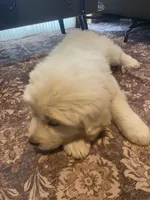 Mesa, a female Newfoundland and Golden Pyrenees for sale in Brainerd, MN – Photo 7 of 8