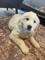 Mesa, a female Newfoundland and Golden Pyrenees for sale in Brainerd, MN – Photo 4 of 8