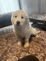 Mesa, a female Newfoundland and Golden Pyrenees for sale in Brainerd, MN – Photo 3 of 8
