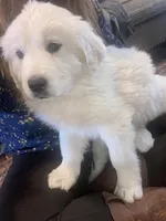 Mesa, a female Newfoundland and Golden Pyrenees for sale in Brainerd, MN – Photo 6 of 8