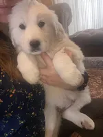 Mesa, a female Newfoundland and Golden Pyrenees for sale in Brainerd, MN – Photo 2 of 8