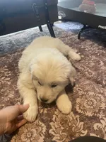 Mesa, a female Newfoundland and Golden Pyrenees for sale in Brainerd, MN – Photo 5 of 8