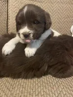 Minnie, a female Newfoundland and Golden Retriever for sale in Brainerd, MN – Photo 5 of 8