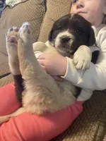 Minnie, a female Newfoundland and Golden Retriever for sale in Brainerd, MN – Photo 3 of 8