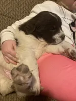 Minnie, a female Newfoundland and Golden Retriever for sale in Brainerd, MN – Photo 6 of 8