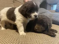 Minnie, a female Newfoundland and Golden Retriever for sale in Brainerd, MN – Photo 7 of 8