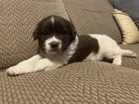 Minnie, a female Newfoundland and Golden Retriever for sale in Brainerd, MN – Photo 4 of 8