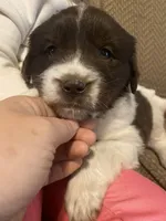 Minnie, a female Newfoundland and Golden Retriever for sale in Brainerd, MN – Photo 8 of 8