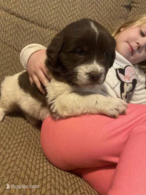 Minnie – Newfoundland, Golden Retriever puppy for sale in Brainerd, MN