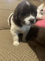 Minnie, a female Newfoundland and Golden Retriever for sale in Brainerd, MN – Photo 2 of 8