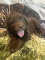 Candy, a female Newfoundland and Golden Retriever for sale in Brainerd, MN – 7 of 10
