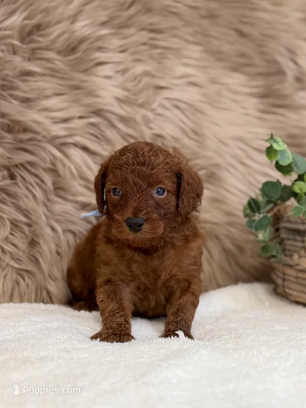 Leo – Poodle - Miniature  puppy for sale in Taylorsville, NC