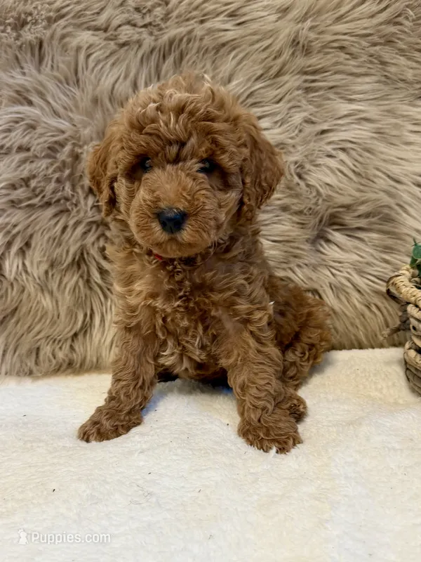 Lux – Poodle - Miniature  puppy for sale in Taylorsville, NC