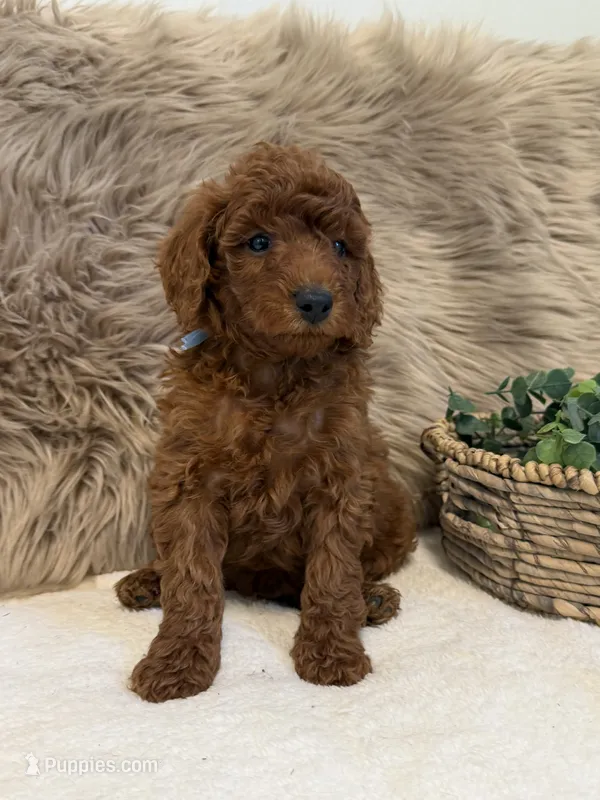 Leo – Poodle - Miniature  puppy for sale in Taylorsville, NC