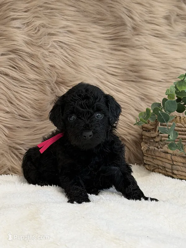 Lily – Poodle - Miniature  puppy for sale in Taylorsville, NC