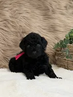 Lily, a female Poodle - Miniature  for sale in Taylorsville, NC – 1 of 1