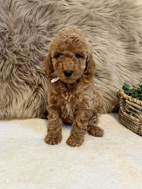 Lexi – Poodle - Miniature  puppy for sale in Taylorsville, NC