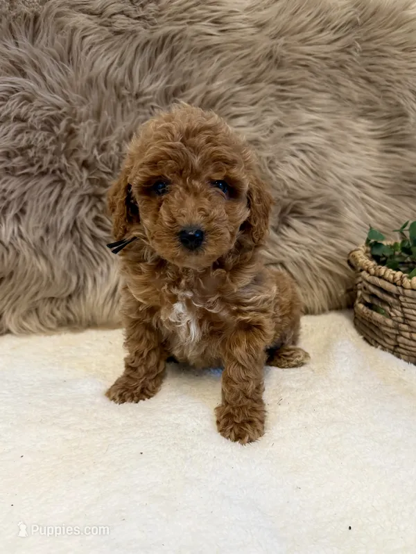 Ledger – Poodle - Miniature  puppy for sale in Taylorsville, NC