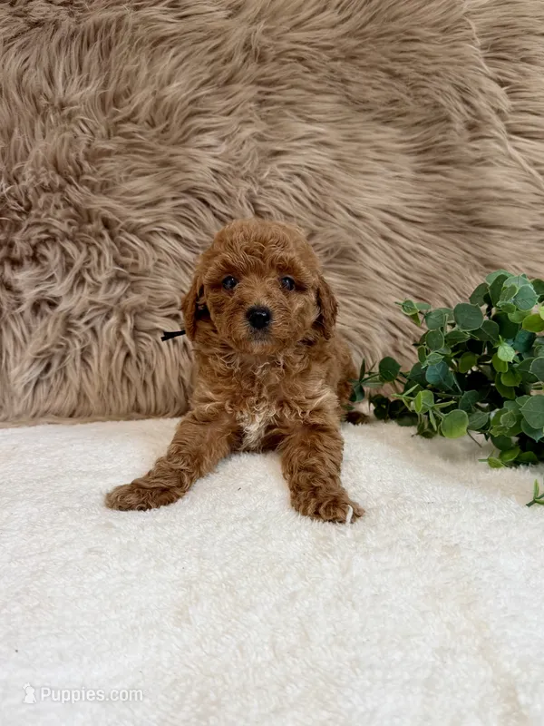 Ledger – Poodle - Miniature  puppy for sale in Taylorsville, NC