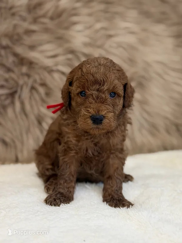 Lux – Poodle - Miniature  puppy for sale in Taylorsville, NC