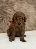 Lux, a male Poodle - Miniature  for sale in Taylorsville, NC – 1 of 1