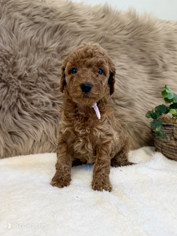Lexi – Poodle - Miniature  puppy for sale in Taylorsville, NC