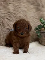 Leo, a male Poodle - Miniature  for sale in Taylorsville, NC – 2 of 2