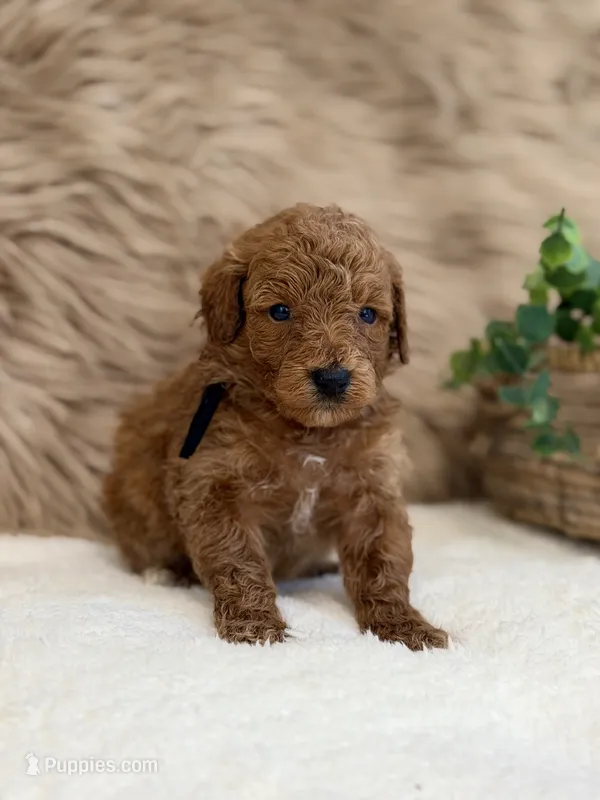 Ledger – Poodle - Miniature  puppy for sale in Taylorsville, NC