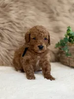 Ledger, a male Poodle - Miniature  for sale in Taylorsville, NC – 1 of 1