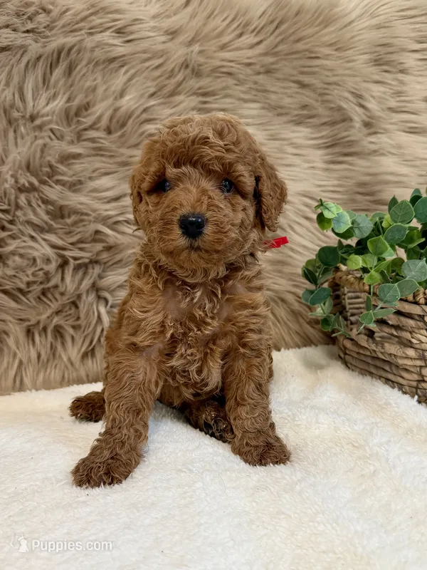 Lux – Poodle - Miniature  puppy for sale in Taylorsville, NC