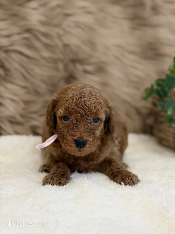 Lexi – Poodle - Miniature  puppy for sale in Taylorsville, NC