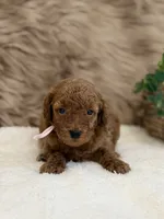 Lexi, a female Poodle - Miniature  for sale in Taylorsville, NC – 1 of 1