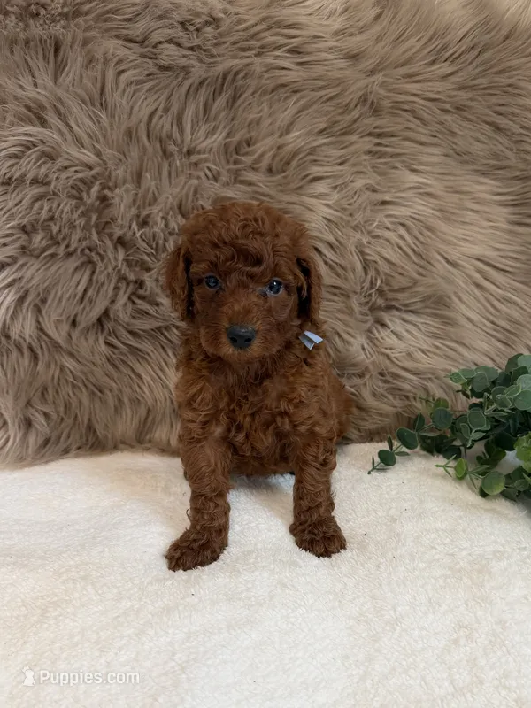 Leo – Poodle - Miniature  puppy for sale in Taylorsville, NC