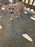 Achilles , a male American Bully for sale in Fairfield, OH – 2 of 2