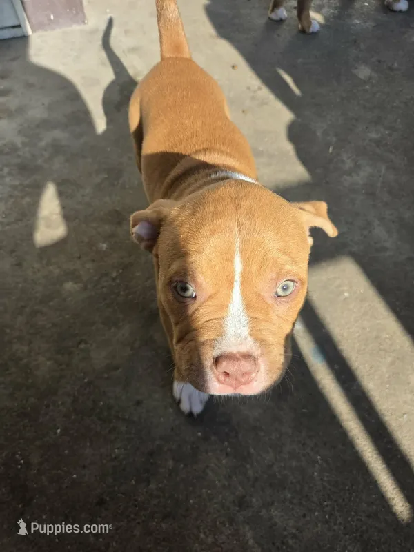 Achilles  – American Bully puppy for sale in Fairfield, OH