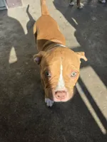 Achilles , a male American Bully for sale in Fairfield, OH – 1 of 2