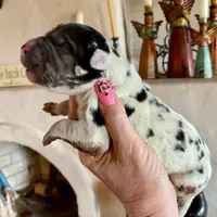 Hyperion Citadel Janus , a male Great Dane for sale in Atlanta, GA – 5 of 5
