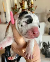 Hyperion Citadel Nemesis, a female Great Dane for sale in Atlanta, GA – 1 of 5